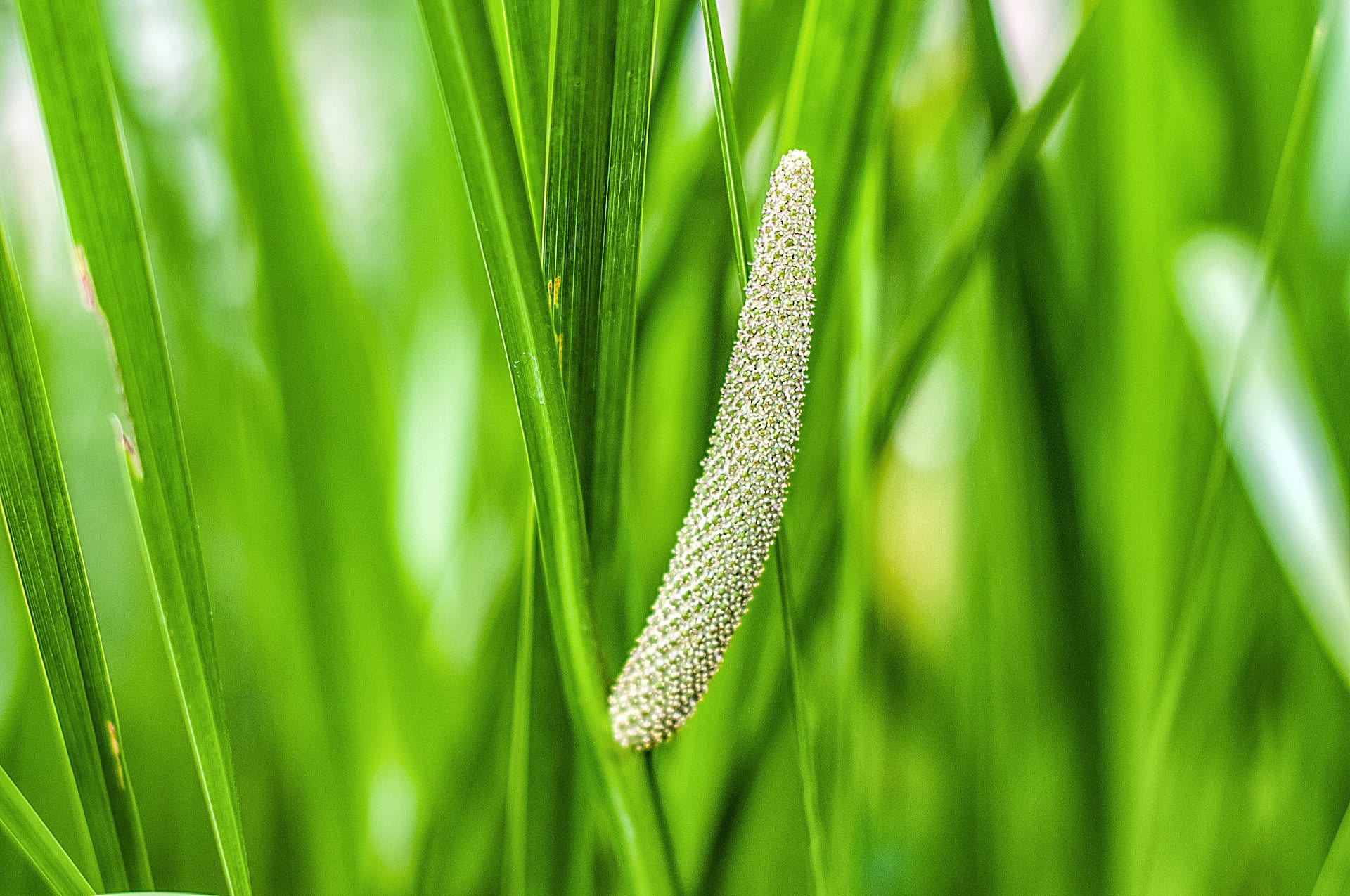 Аир фон. АИР обыкновенный - Acorus Calamus. АИР болотный (Acorus Calamus). Acorus SP. – АИР болотный. 12. АИР болотный.