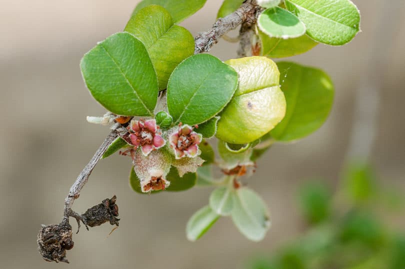 Amelanchier denticulata