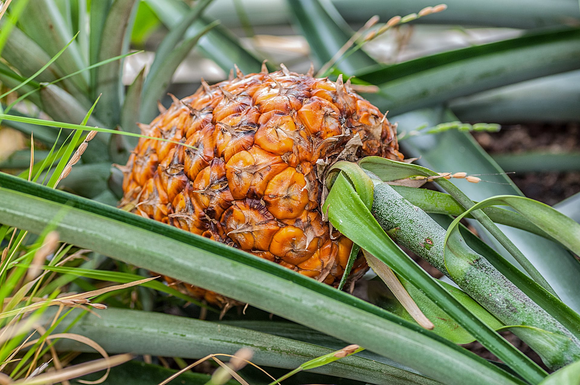 Wissenschaftlicher Name: Ananas comosus (L.) Merr. 