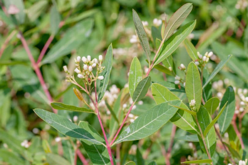 Apocynum cannabinum - Amerikanischer Hanf