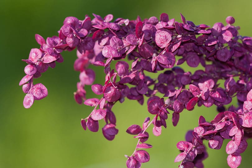 Atriplex hortensis - Gartenmelde