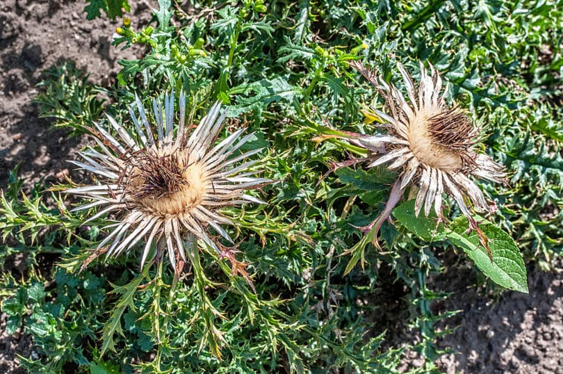 Carlina acaulis - Silberdistel