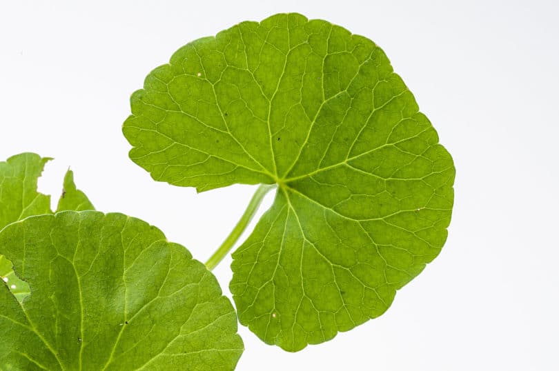 Centella asiatica - Gotu Kola