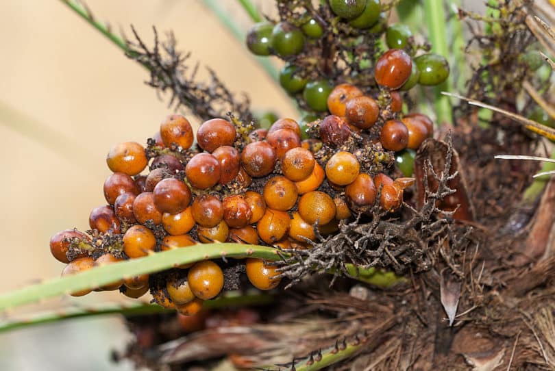 Chamaerops humilis - Zwergpalme