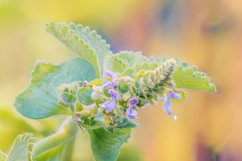 Plectranthus amboinicus - Jamaica-Thymian