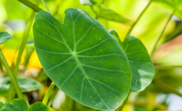 Colocasia esculenta Nutzpflanzen