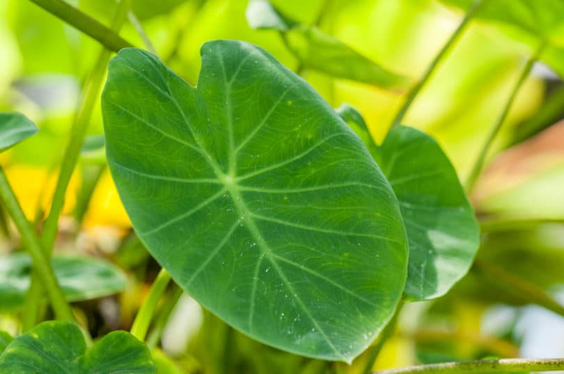 Colocasia esculenta - Taro