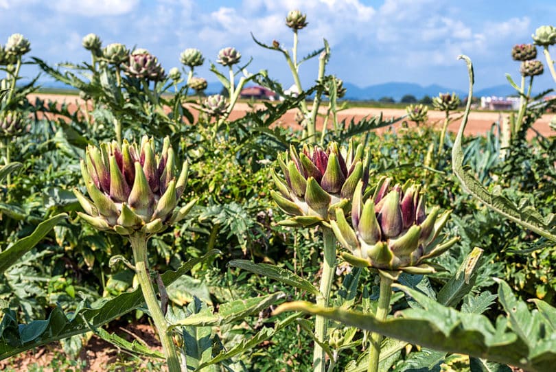 Cynara cardunculus - Artischocke