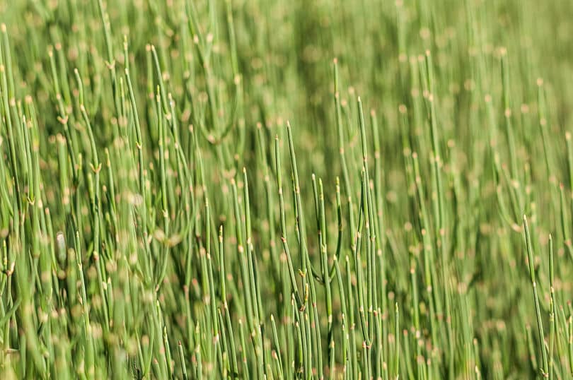 Ephedra helvetic - Meerträubel