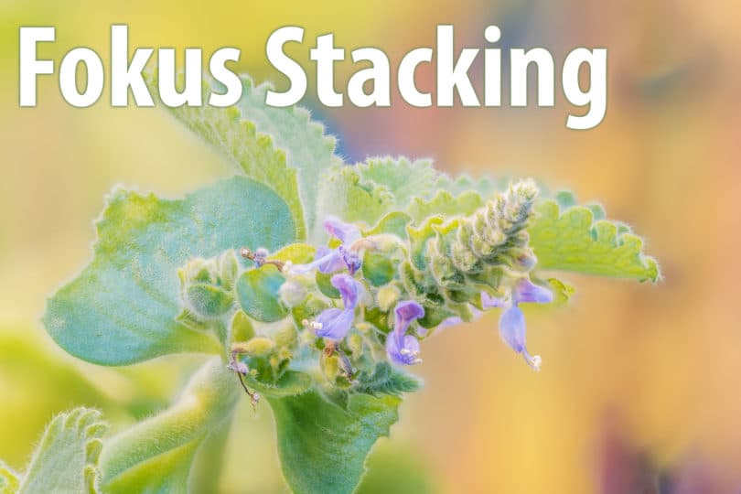 Focus Stacking mit Helicon Focus