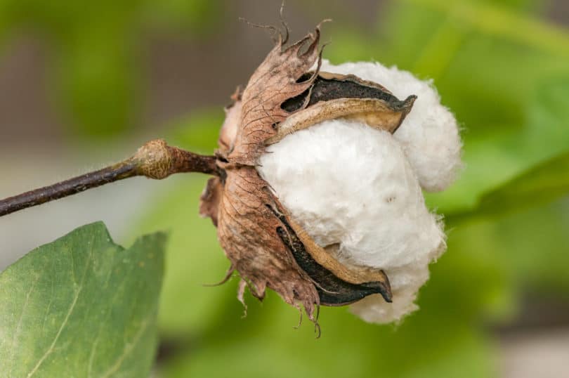 Gossypium herbaceum - Baumwolle