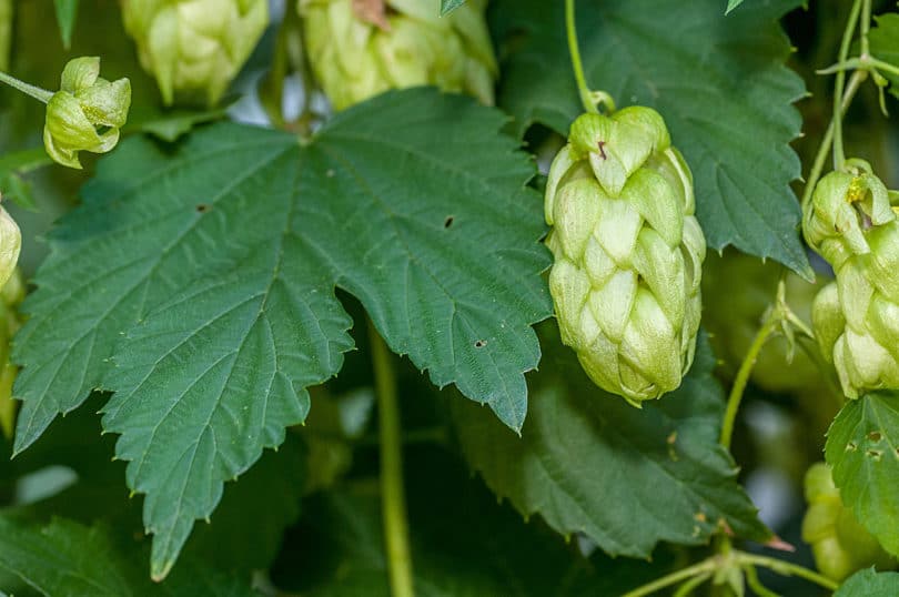 Humulus lupulus - Hopfen