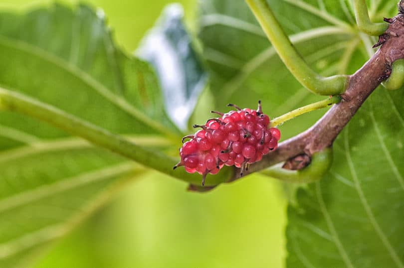 Morus alba - Weiße Maulbeere