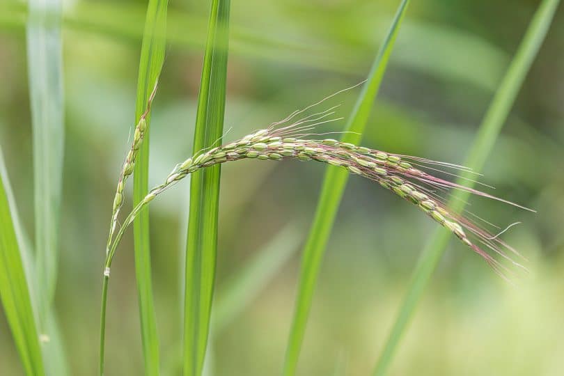 Oryza sativa - Reis