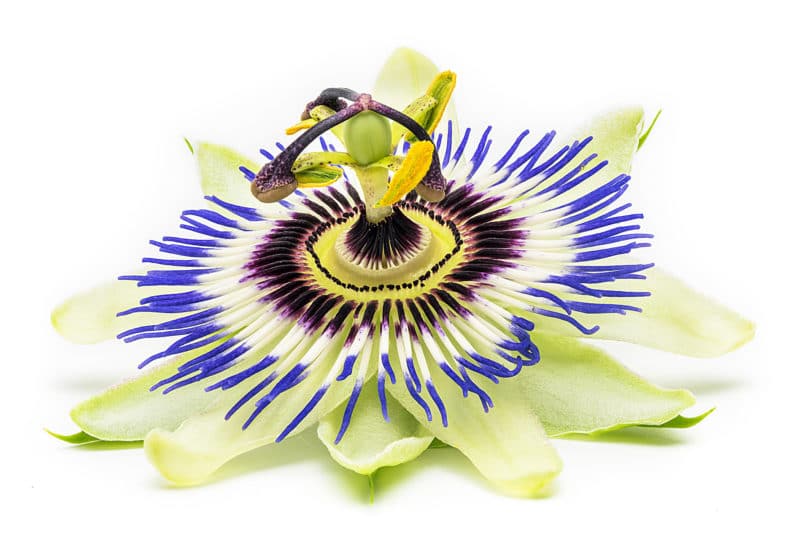 Passiflora caerulea - Blaue Passionsblume