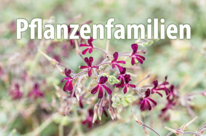 Pflanzenfamilien von Nutzpflanzen