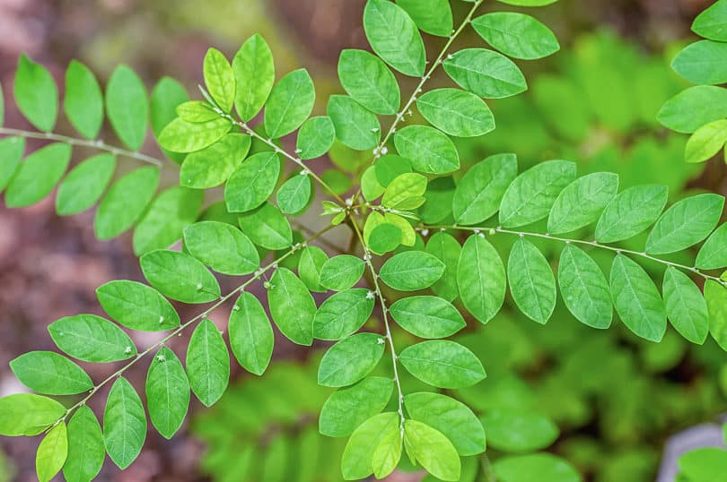 Phyllanthus amarus