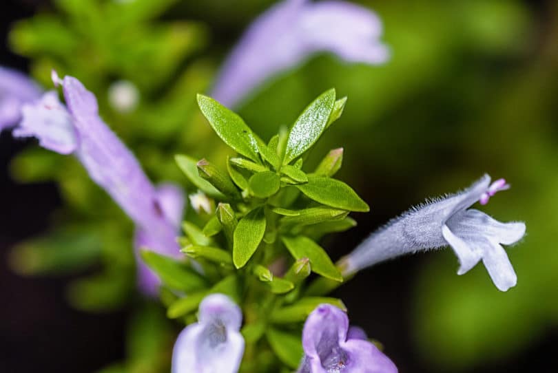 Poliomintha longiflora - Mexikanischer Oregano