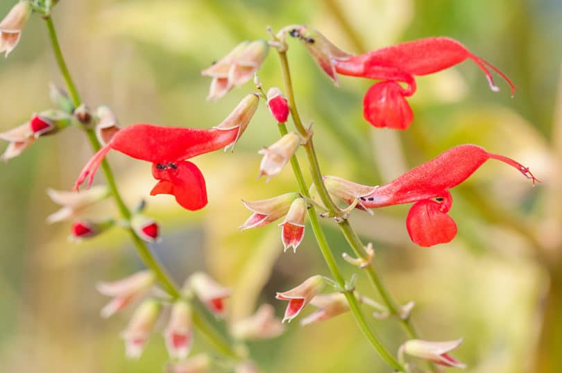 Salvia pauciserrata