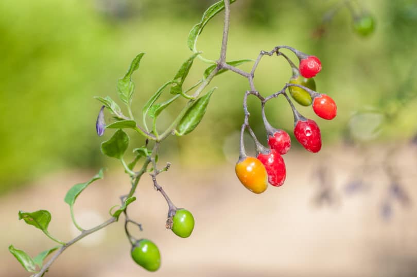 Solanum dulcamara - Bittersüßer Nachtschatten